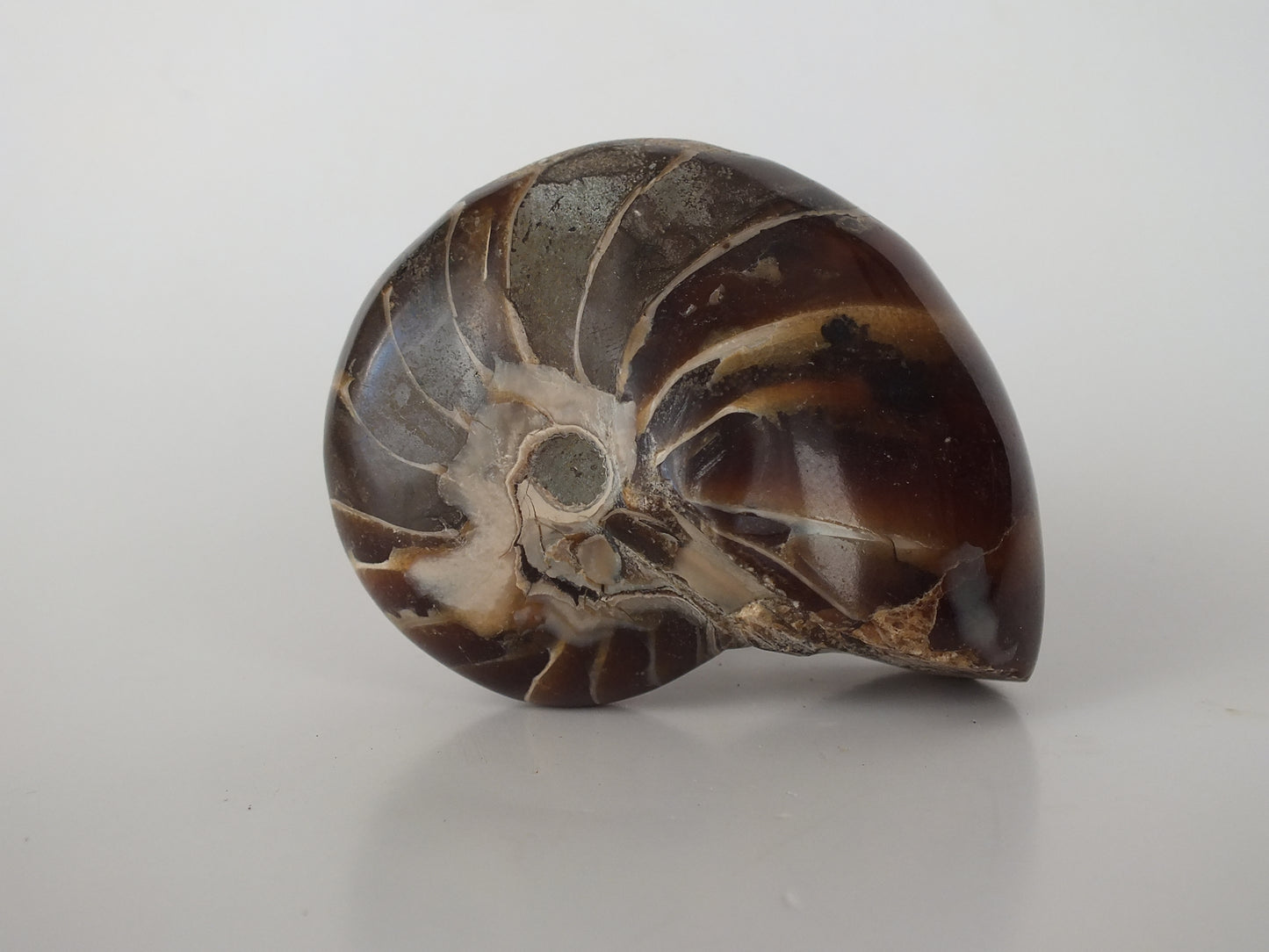 2.95" Nautilus Fossil (Madagascar)