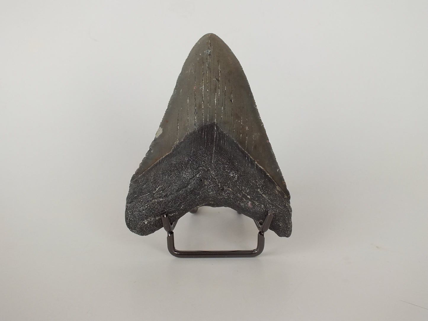 3.74" Megalodon Tooth