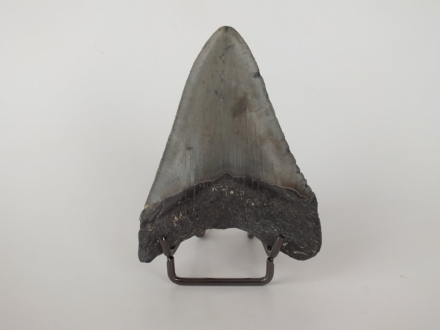 3.74" Megalodon Tooth