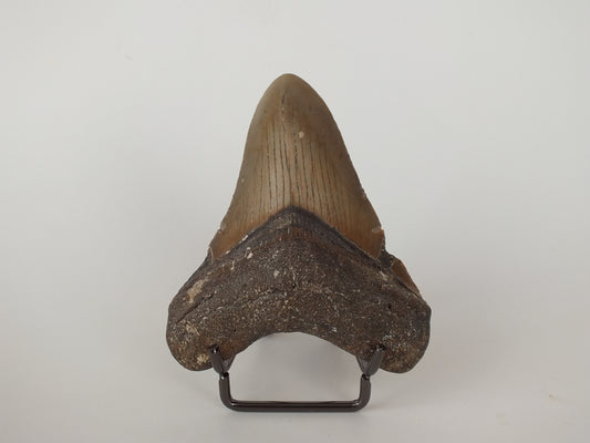 3.43" Megalodon Tooth