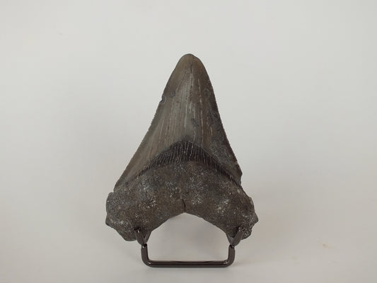 3.34" Megalodon Tooth