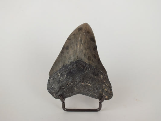 3.29" Megalodon Tooth