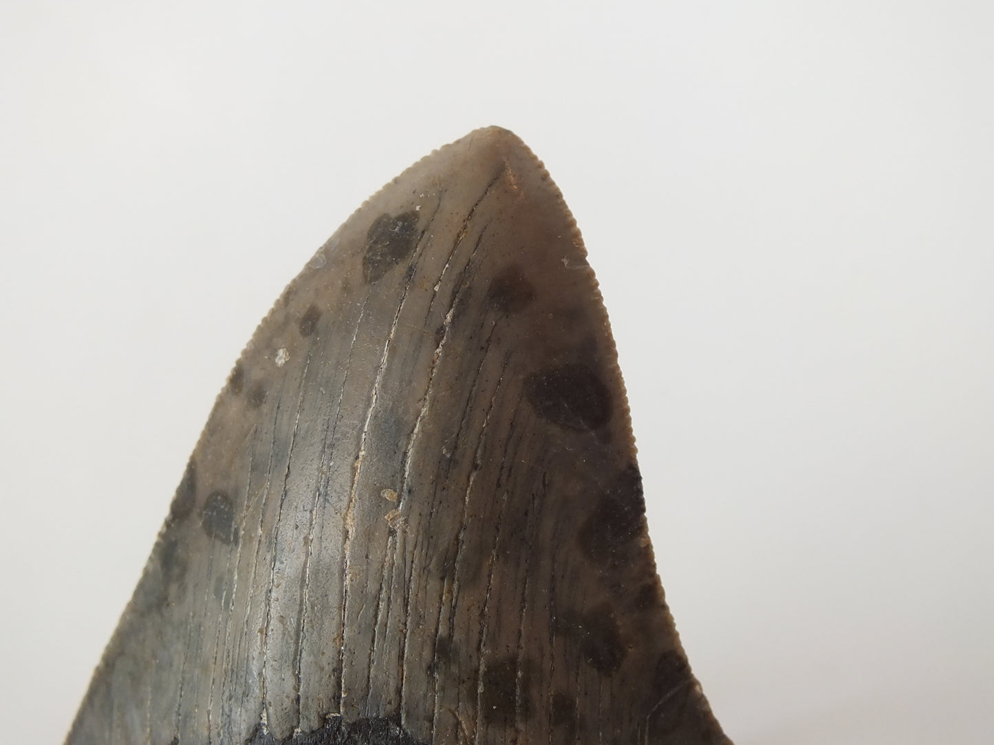 3.29" Megalodon Tooth