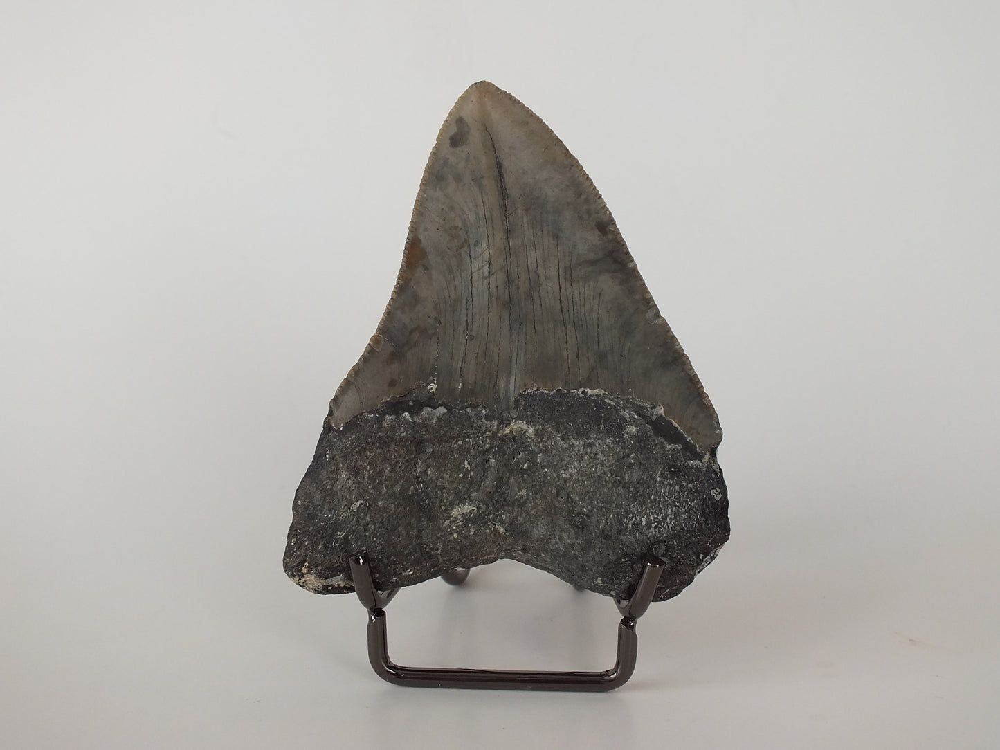 3.29" Megalodon Tooth