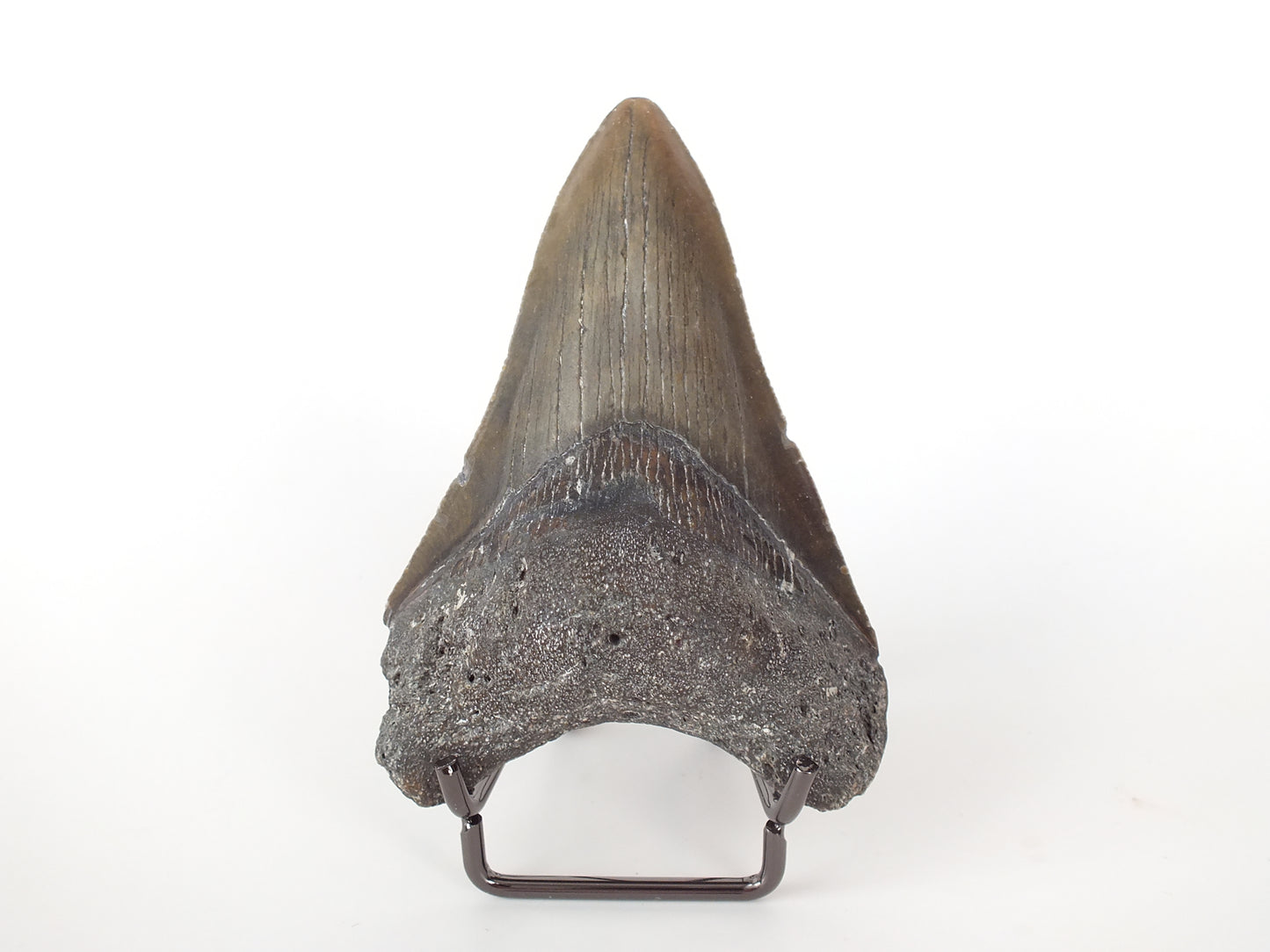 3.66" Megaldon Tooth