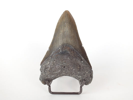 3.66" Megaldon Tooth