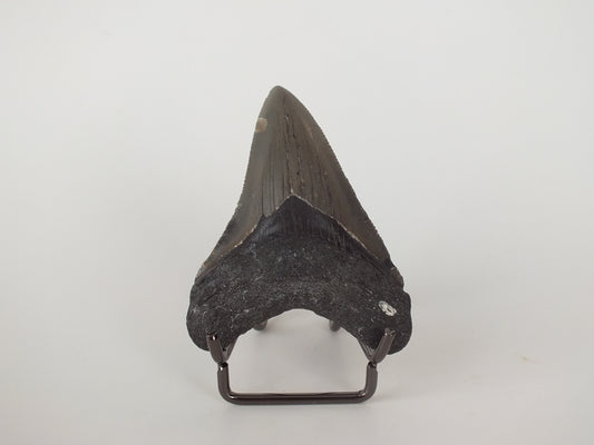 3.03" Megalodon Tooth