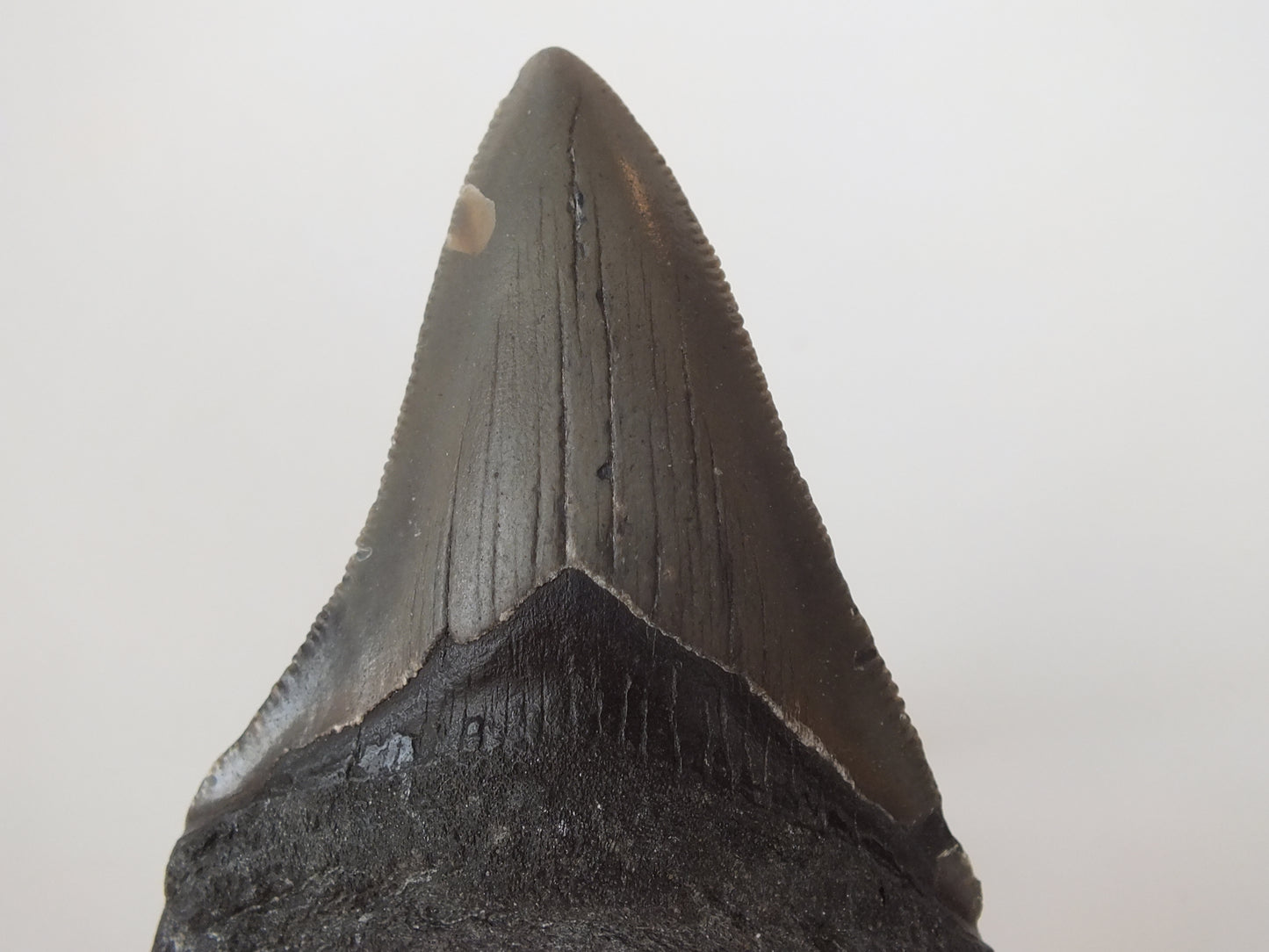 3.03" Megalodon Tooth