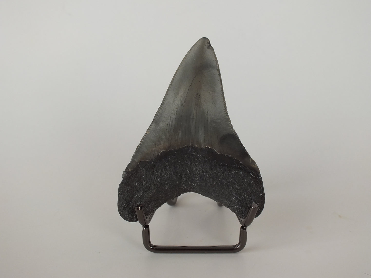 3.03" Megalodon Tooth