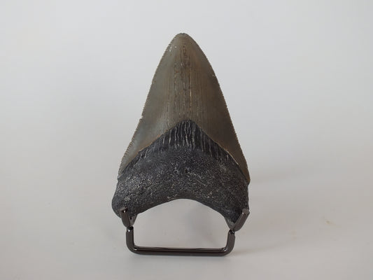 2.97" Megalodon Tooth