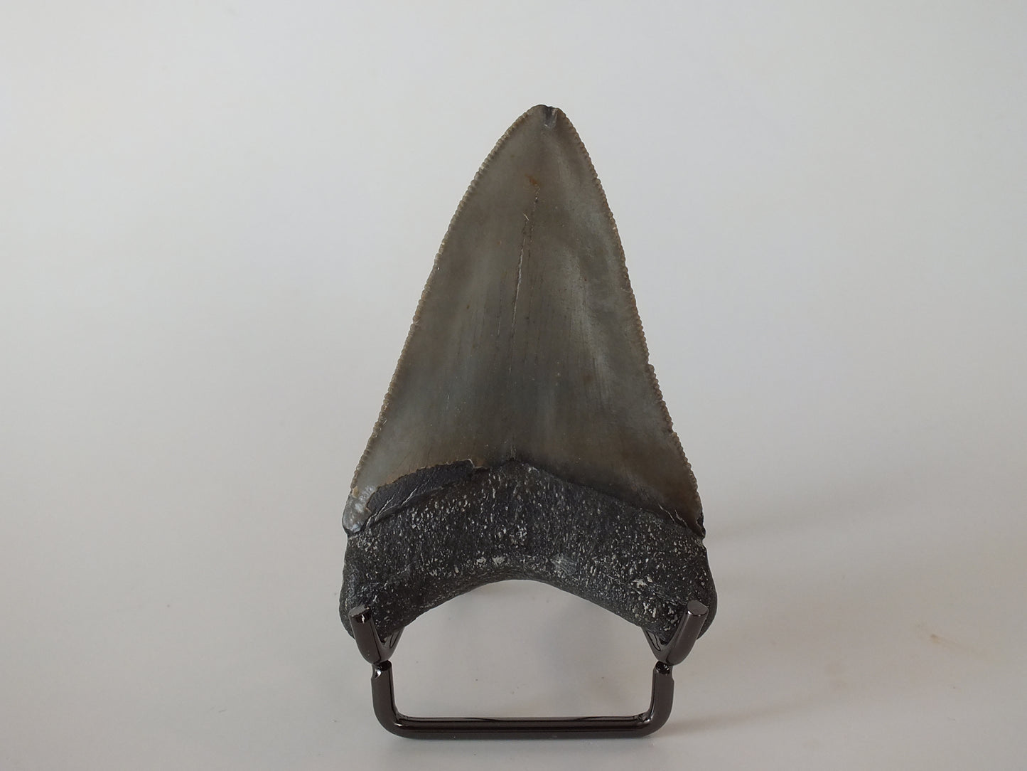 2.97" Megalodon Tooth