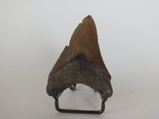 2.97" Megalodon Tooth