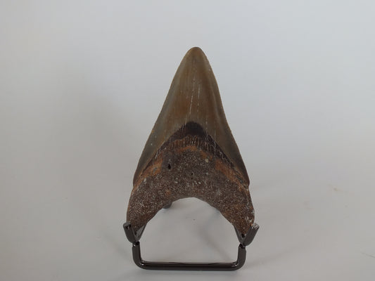 2.75" Megalodon Tooth