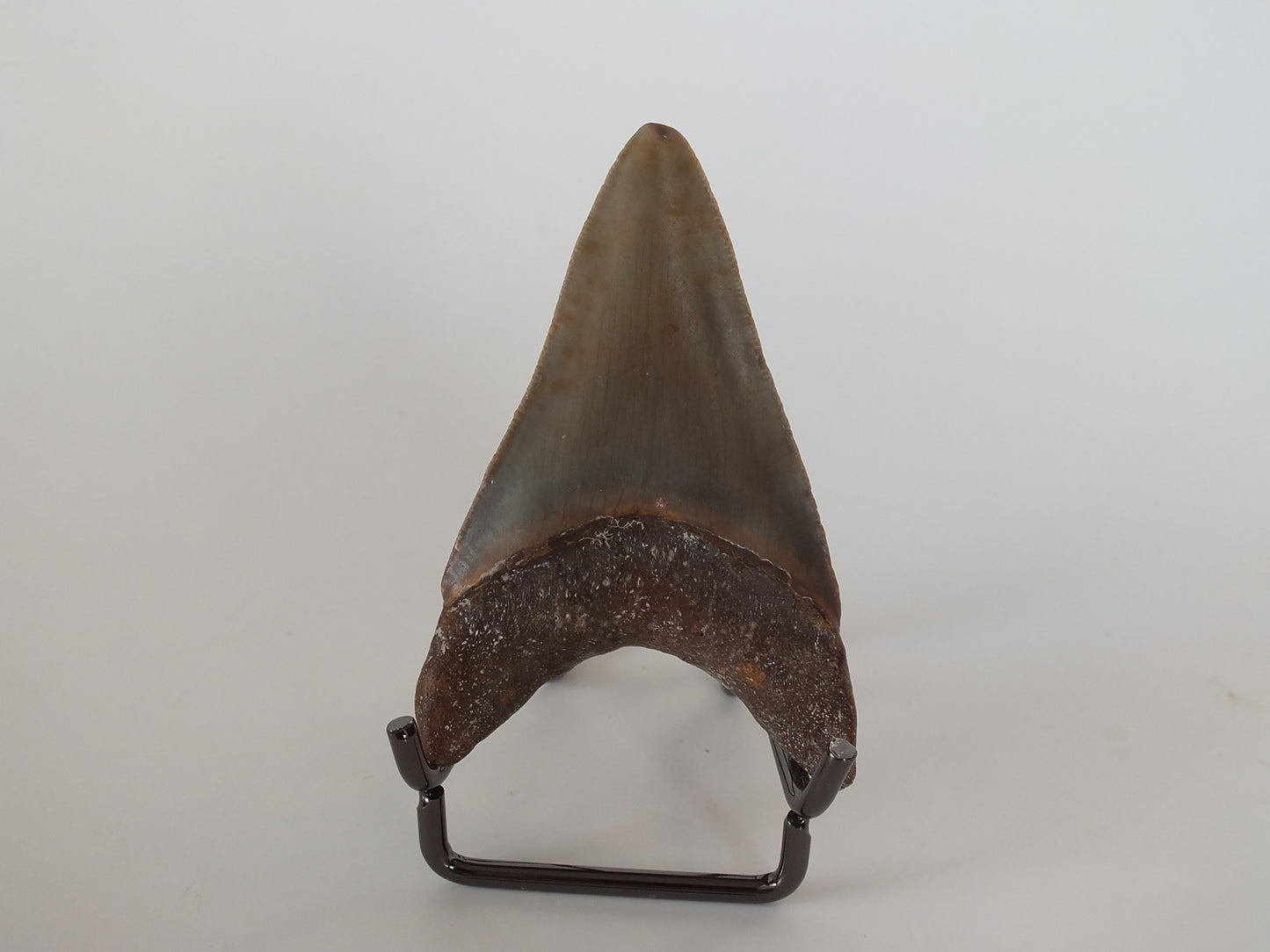 2.75" Megalodon Tooth