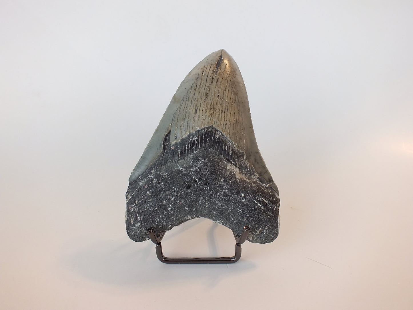 4.15" Megalodon Tooth