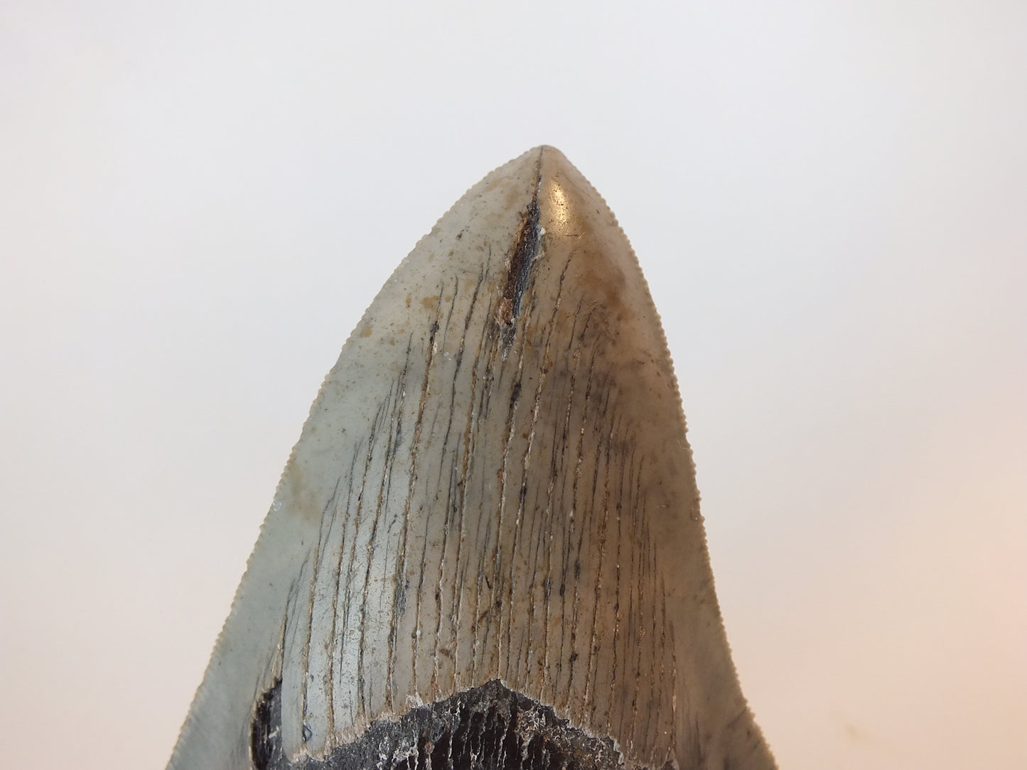 4.15" Megalodon Tooth
