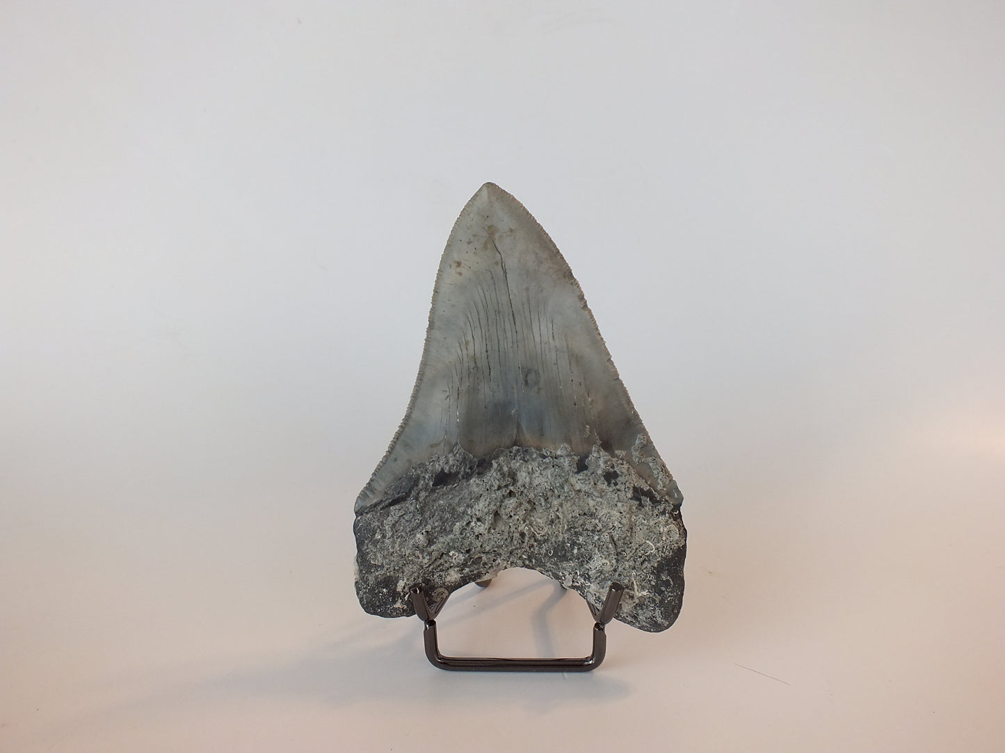 4.15" Megalodon Tooth