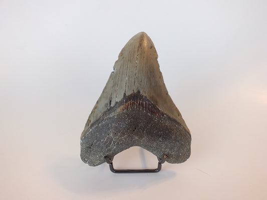 4.38" Megalodon Tooth