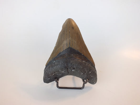 4.1" Megalodon Tooth