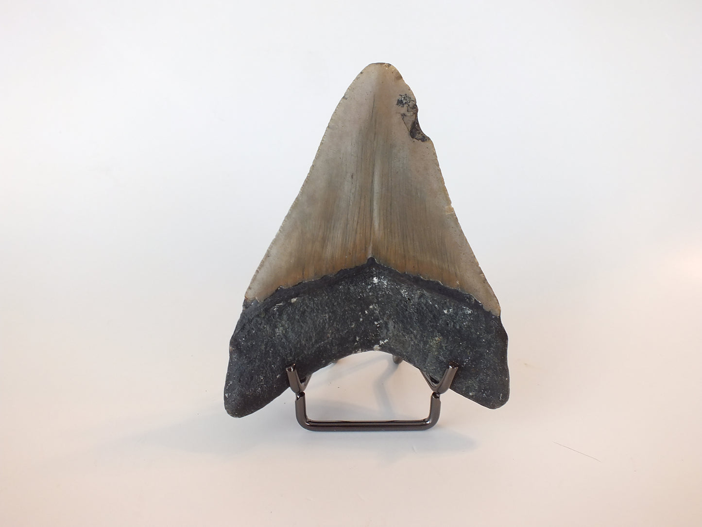 4.1" Megalodon Tooth