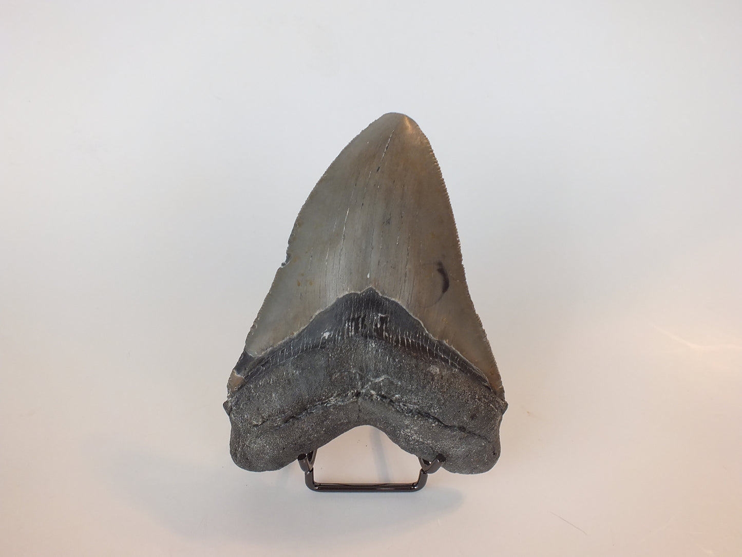 4.95" Megalodon Tooth