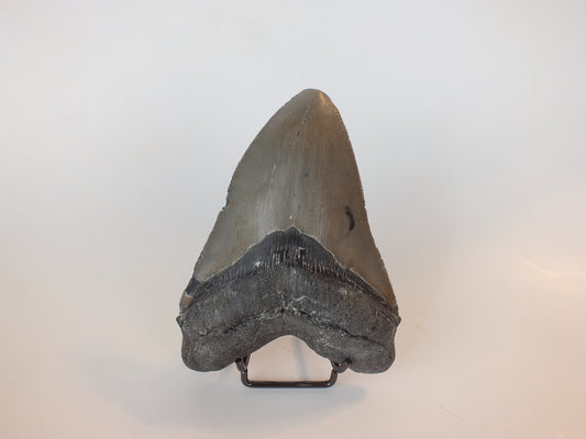 4.95" Megalodon Tooth