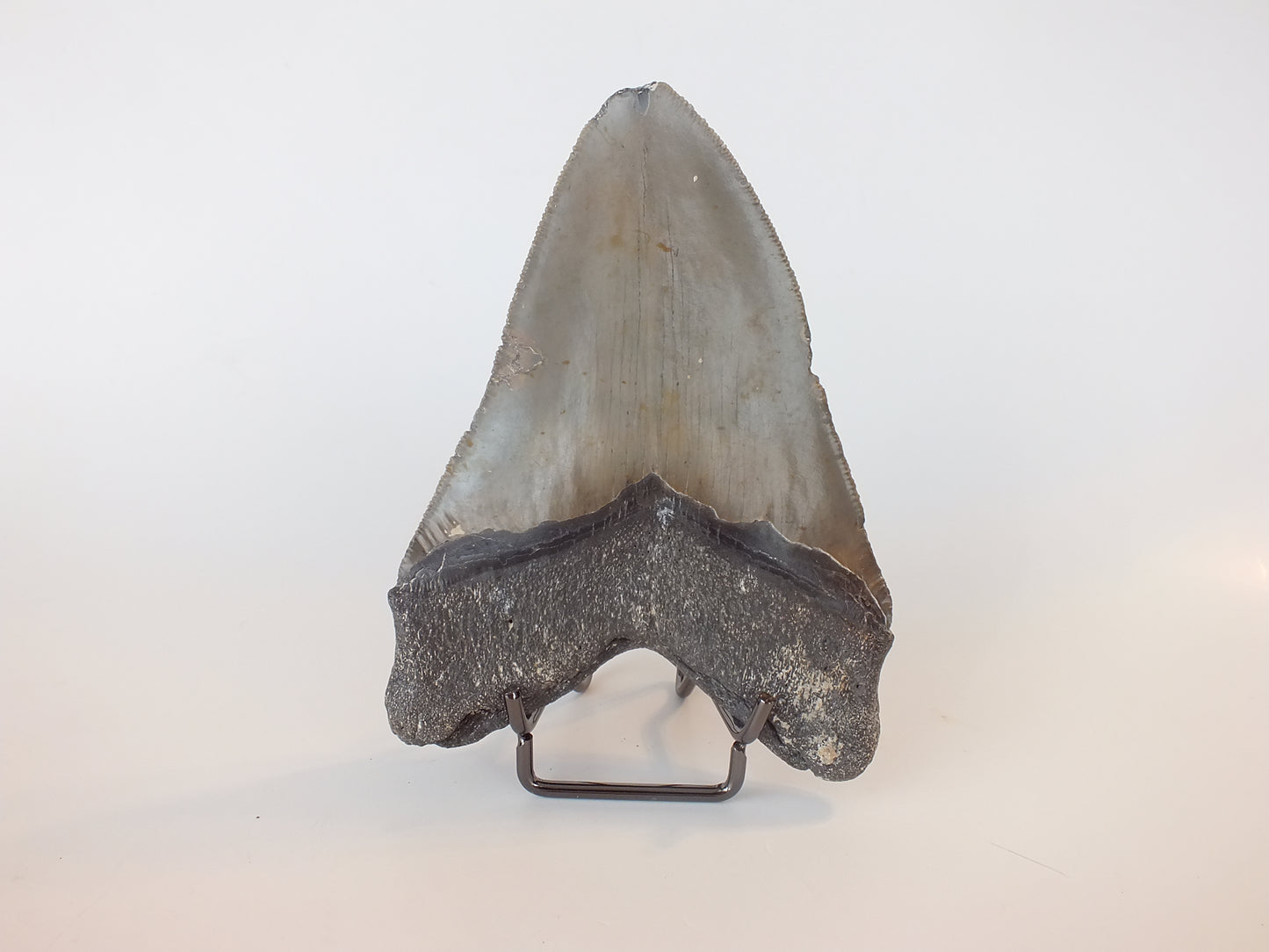 4.95" Megalodon Tooth