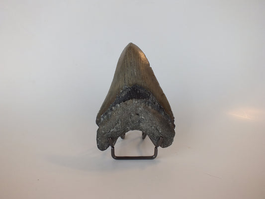 4.2" Megalodon Tooth