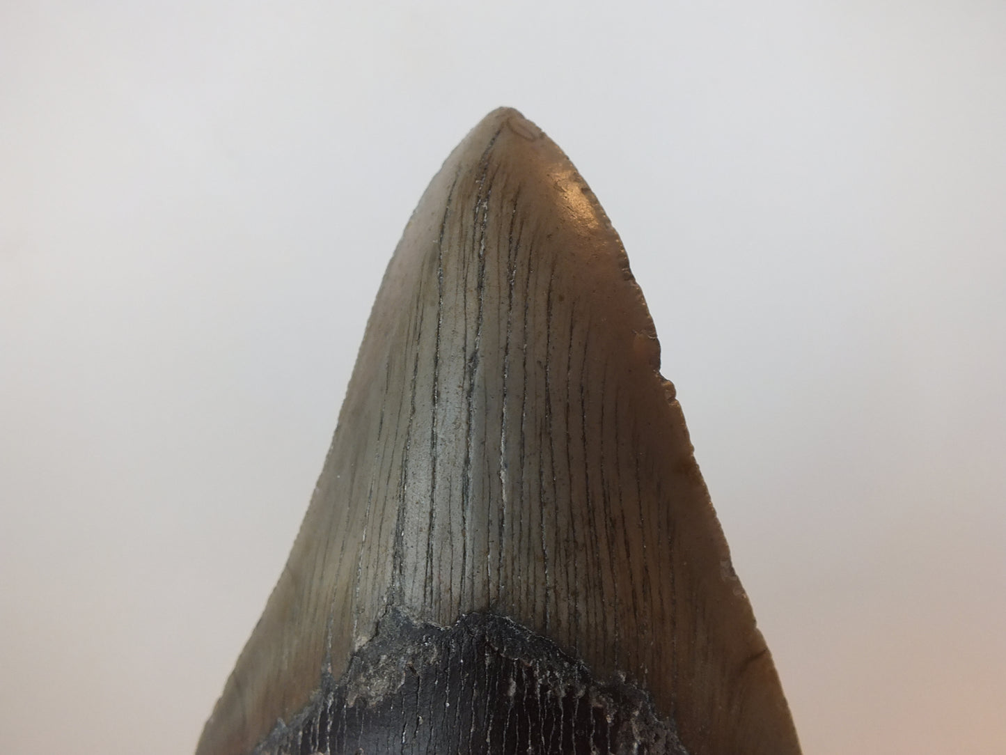 4.2" Megalodon Tooth