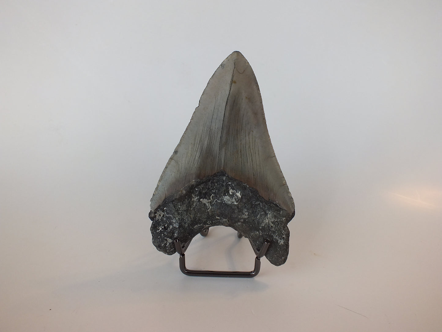 4.2" Megalodon Tooth