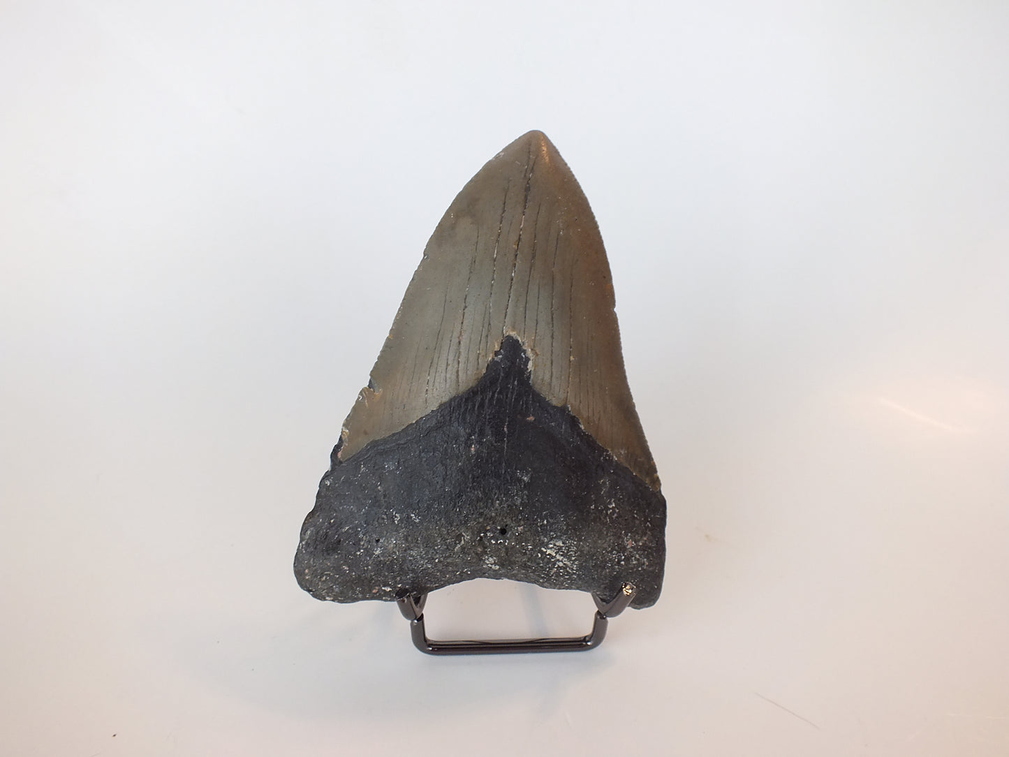 4.04" Megalodon Tooth