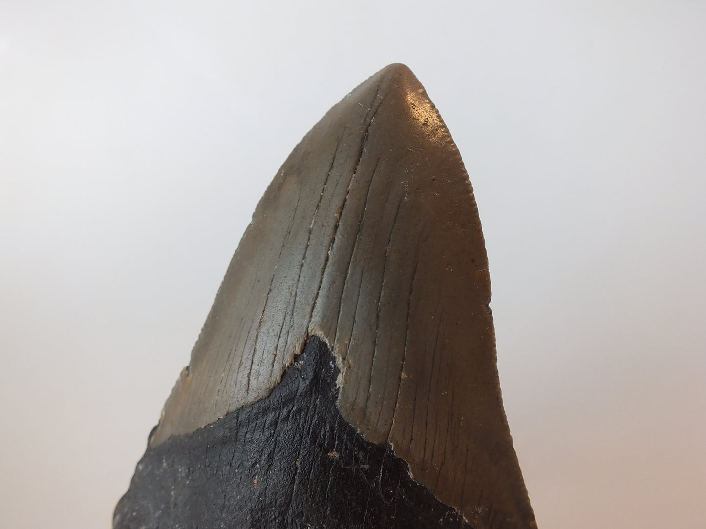4.04" Megalodon Tooth