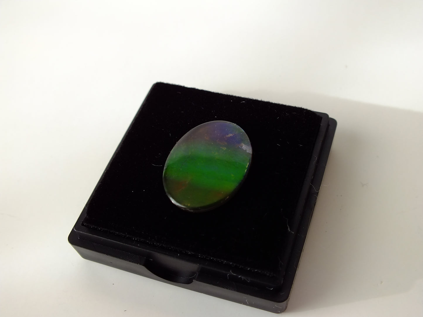 2cm Ammolite