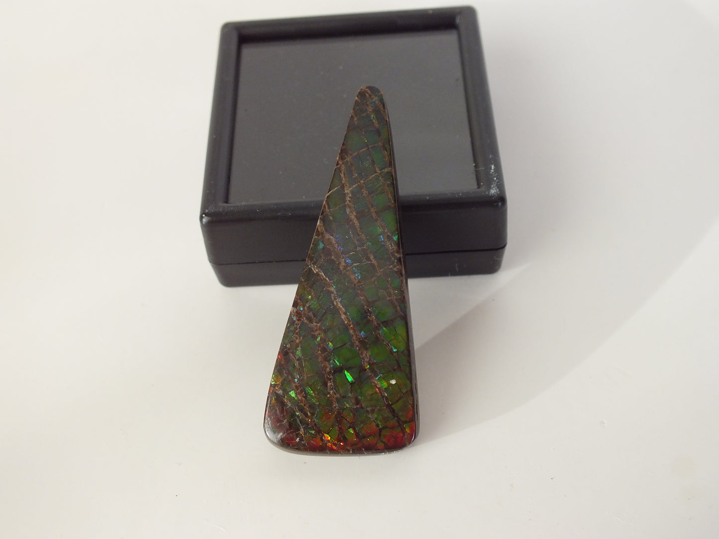 4.7cm Ammolite