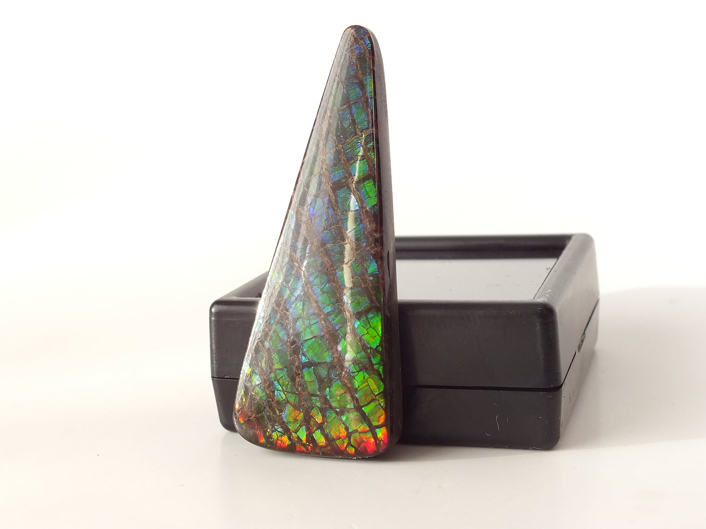 4.7cm Ammolite