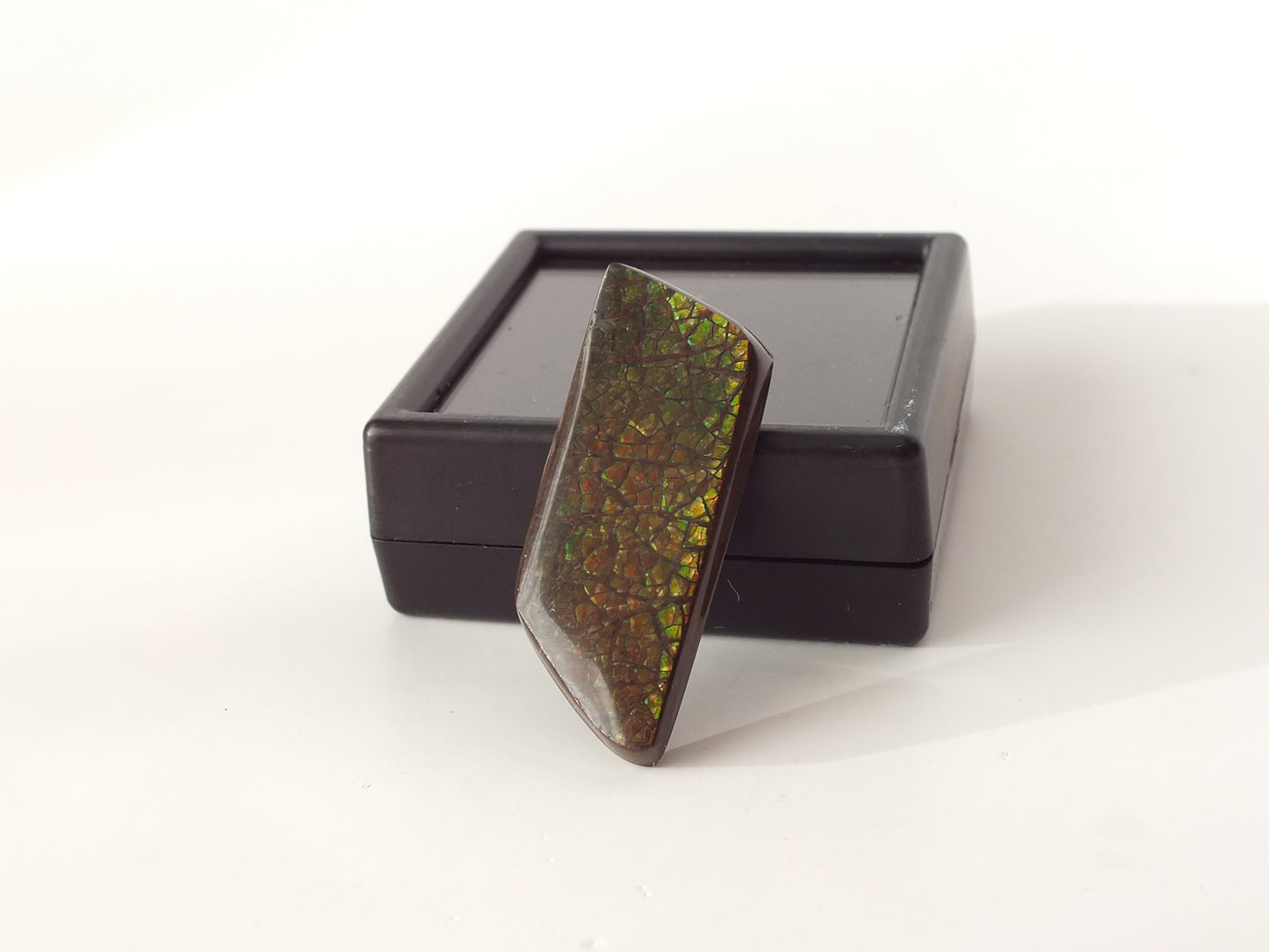 3.6cm Ammolite