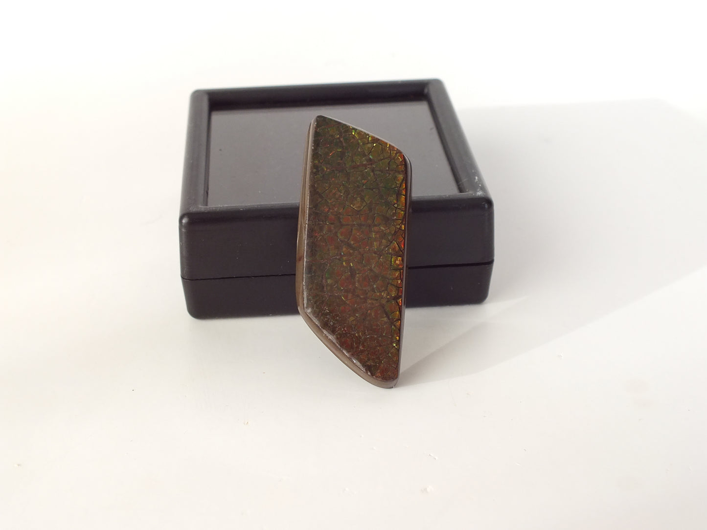 3.6cm Ammolite