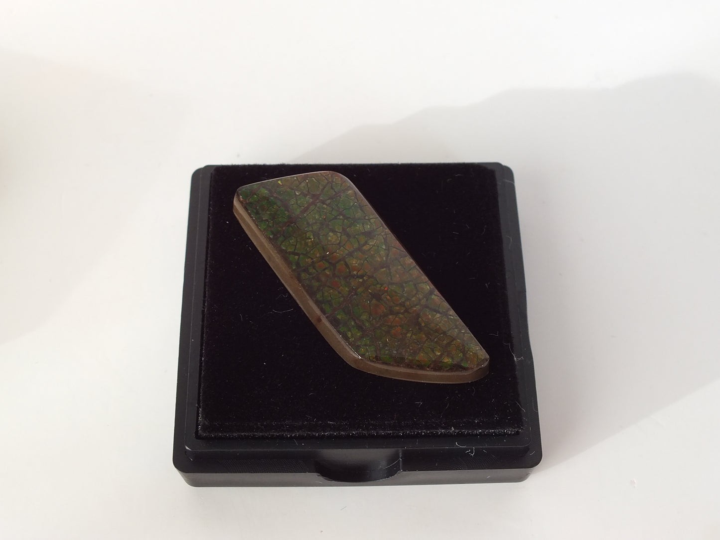 3.6cm Ammolite