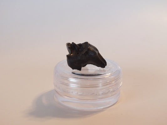 0.74" Fossil Deer Tooth