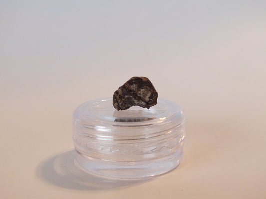 0.42" Triceratops Tooth