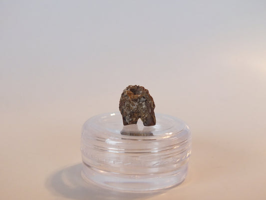 0.46" Triceratops Tooth
