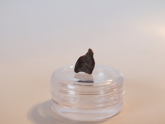 0.35" Triceratops Tooth