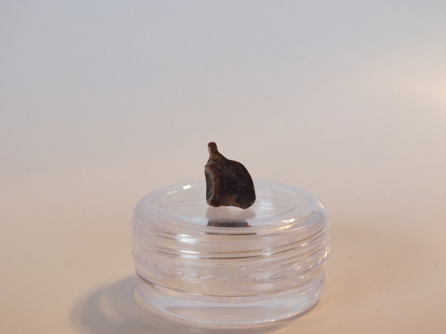 0.35" Triceratops Tooth