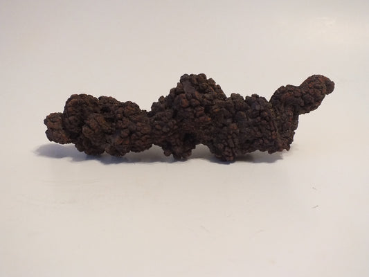 229g Coprolite (Madagascar)