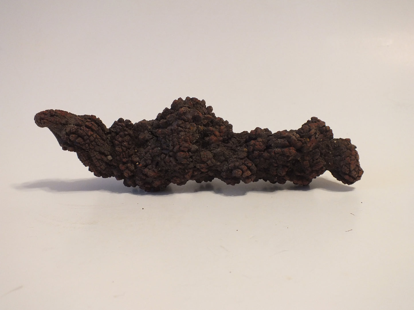 229g Coprolite (Madagascar)