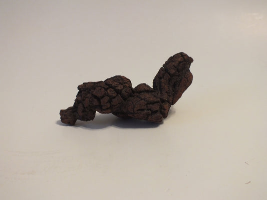 106g Coprolite (Madagascar)