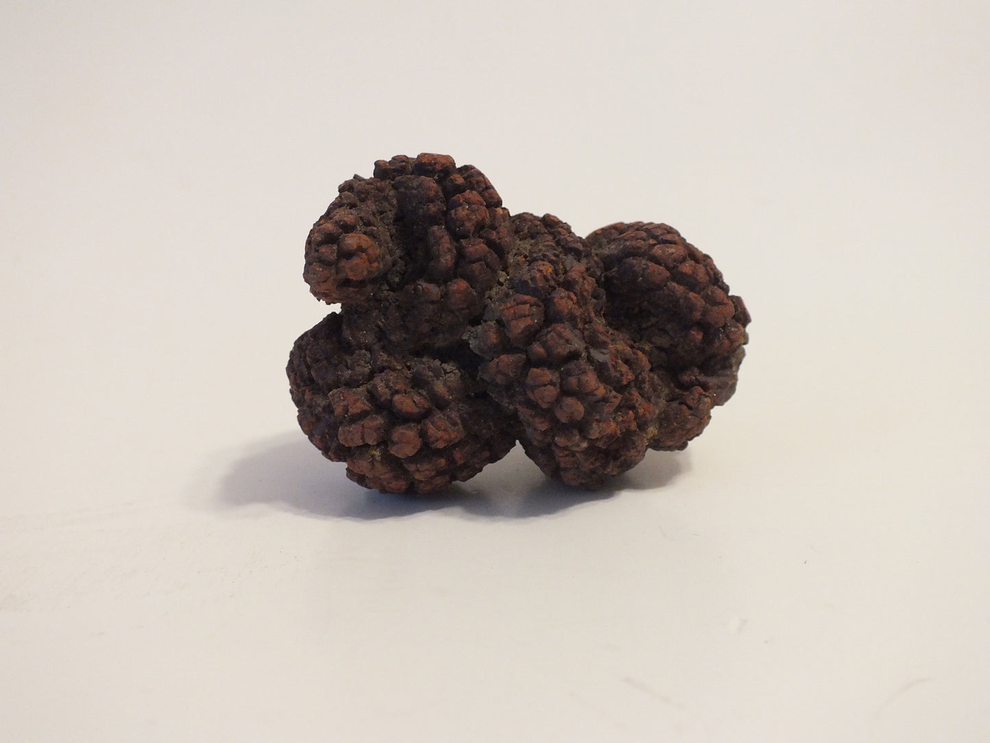 66g Coprolite (Madagascar)