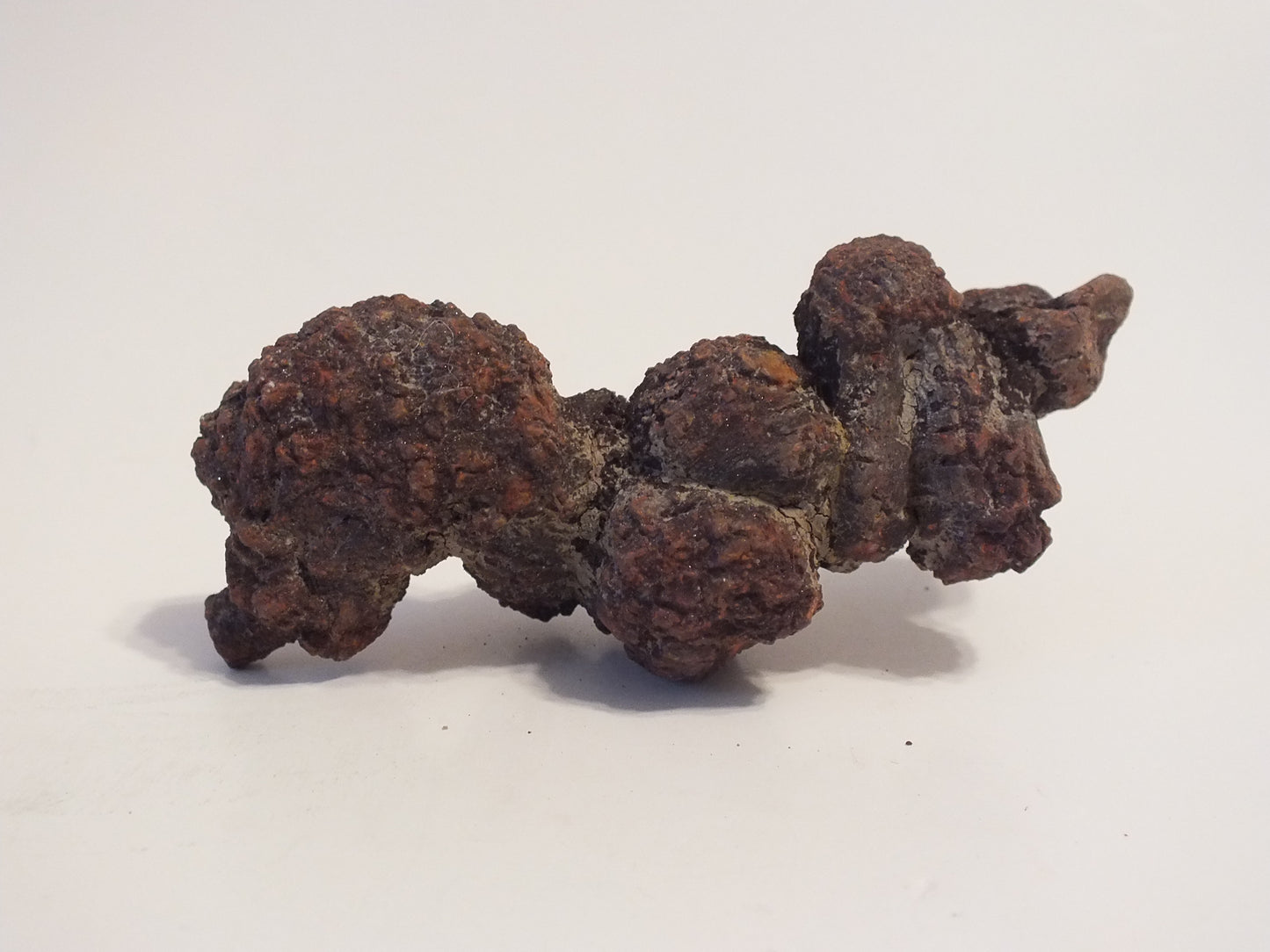 106g Coprolite (Madagascar)