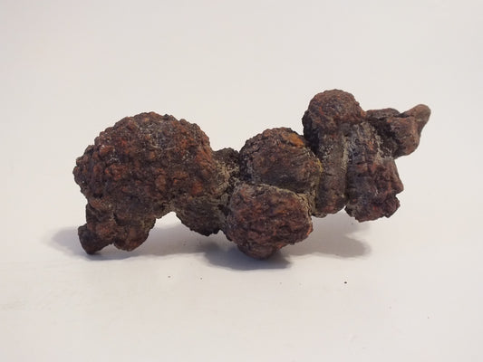 106g Coprolite (Madagascar)