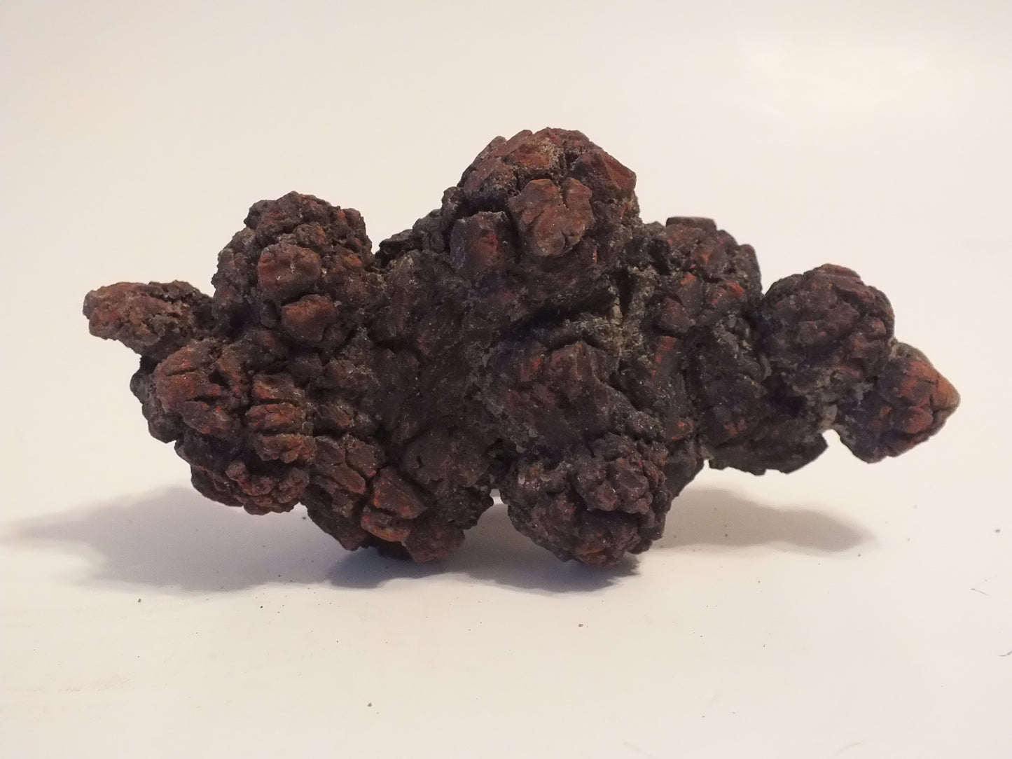 281g Coprolite (Madagascar)
